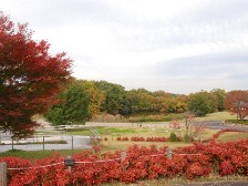 南エリアの紅葉