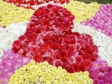 ダリア花じゅうたん3