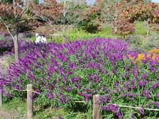 サルビア・レウカンサ