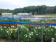 ダリア園は3分咲きです。