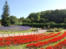 花の道のお花畑
