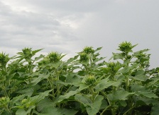 ヒマワリのつぼみ
