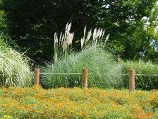 パンパスグラス
