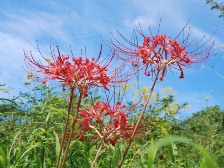 早咲きヒガンバナ
