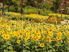 ヒマワリが見頃です2