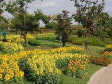 ヒマワリが見頃です3