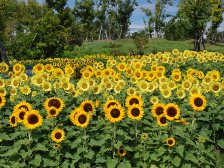 ヒマワリが見頃です4