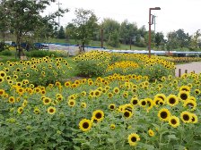 ヒマワリが見頃です1