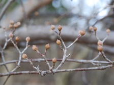 サンシュユの蕾