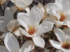 ハクモクレンの花