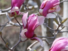 シモクレンの花