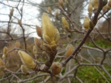 ハクモクレンの花芽