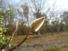 コブシの花芽