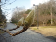 シモクレンの花芽