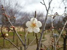 開花した白梅