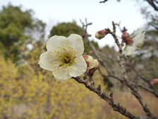ナガレ山古墳の近くの白梅