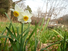 ニホンズイセン