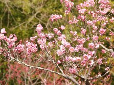2分咲きの梅林