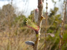 イヌコリヤナギ