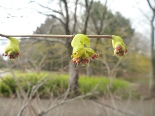 ヒュウガミズキ2