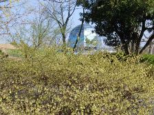 ヒュウガミズキ1