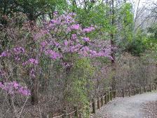 ミツバツツジが咲き始めました