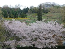 古墳の丘の桜