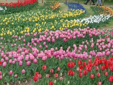 花の道のチューリップ2