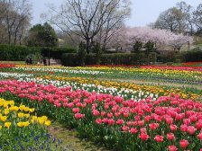 花の道のチューリップ1