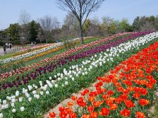 チューリップの写真