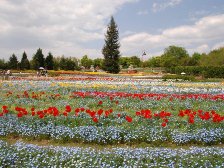 チューリップはかなり花が落ちました
