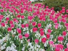 チューリップとビオラ1