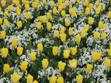 チューリップとビオラ2