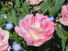 人気の品種アンジェリケです。