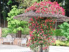 ツルバラが満開です