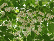 エゴノキが咲き始めました