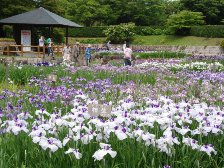 菖蒲園1