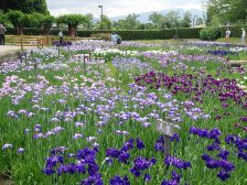 菖蒲園2