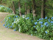 満開のアジサイ