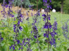 インディコスパイヤー