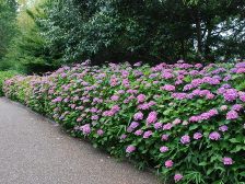 ピンクのアジサイ