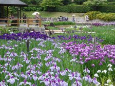 菖蒲園1