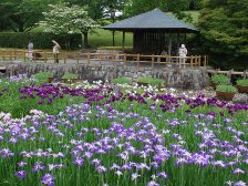 菖蒲園2