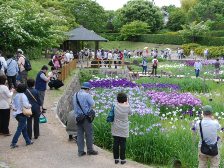 今日の菖蒲園