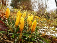 クロッカスの蕾