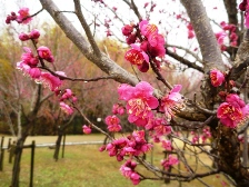 本日の梅林の様子2