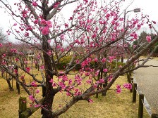 本日の梅林の様子1