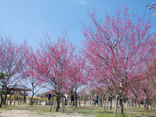 今日の梅林の様子