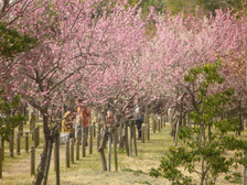 今日の梅林の様子2