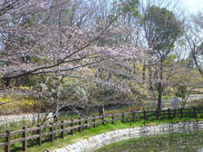 ソメイヨシノ（染井吉野）2